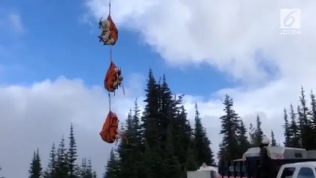 Sebanyak 375 kambing dipindahkan ke hutan nasional AS di North Cascades menggunakan helikopter.