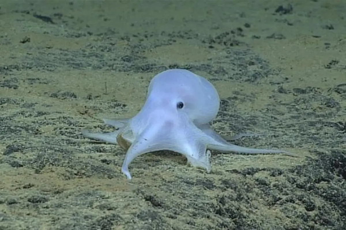 Mirip Hantu Casper, Gurita Ini Merupakan Spesies Baru
