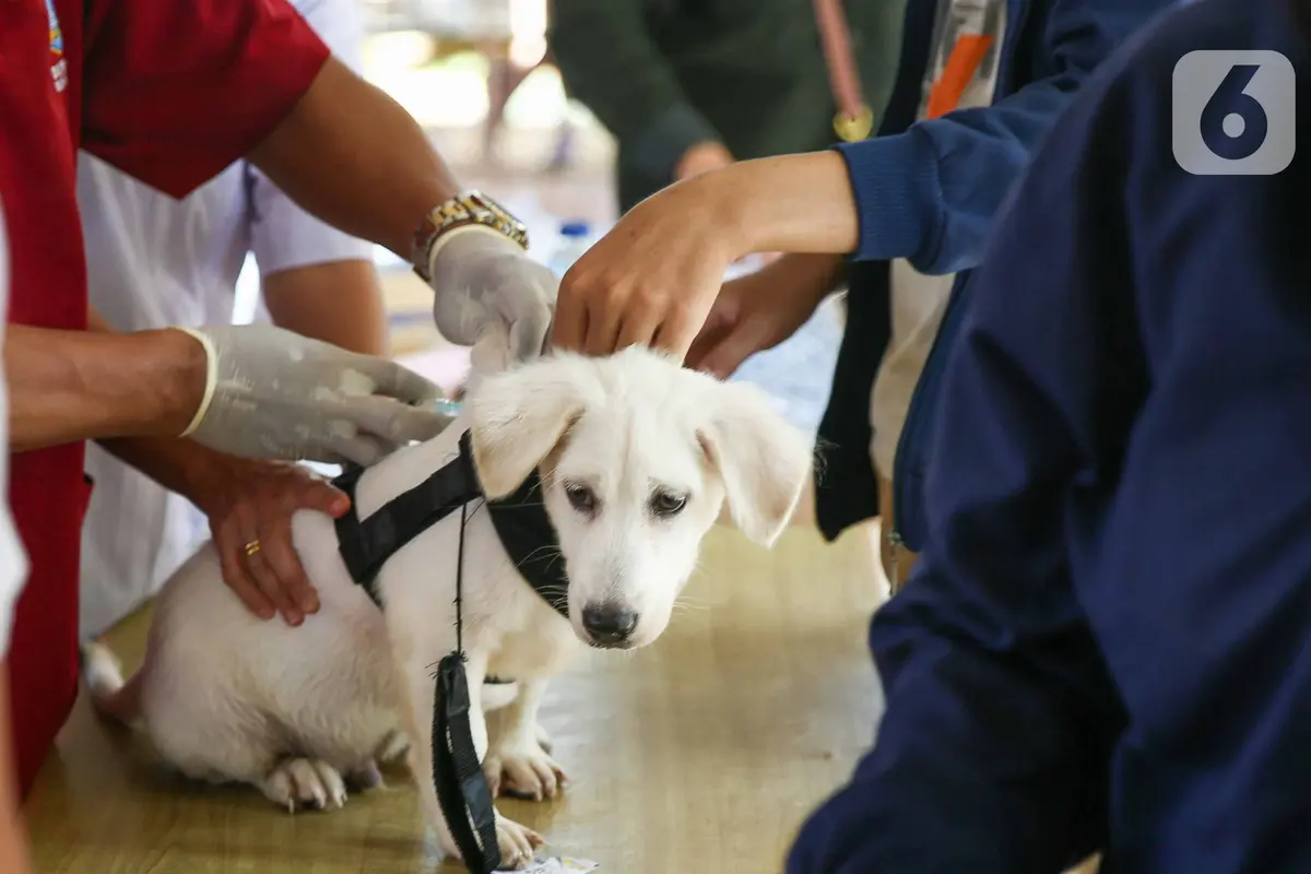 Pemberian Vaksin Anti Rabies Gratis untuk Hewan Peliharaan