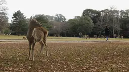 Foto yang diabadikan pada 9 Desember 2020 ini menunjukkan rusa di Nara, Jepang. Rusa Nara, yang hidup berdekatan dengan manusia, menjadi salah satu simbol Kota Nara. Rusa Nara dilindungi sebagai monumen alam Jepang. (Xinhua/Du Xiaoyi)