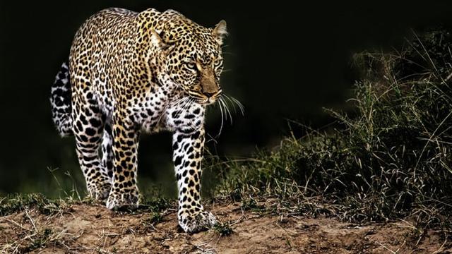 Ilustrasi macan tutul