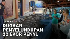 Dugaan penyelundupan penyu di perairan Pulau Serangan, Denpasar, Bali, digagalkan. Sebanyak 22 ekor penyu hijau ditemukan.