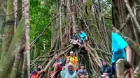 Pohon kiara raksasa berusia 100 tahun di kawasan Taman Nasional Ujung Kulon, Banten. (Liputan6.com/Yandhi Deslatama)