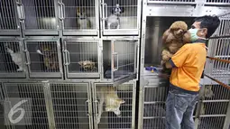Petugas mengambil anjing dari kandang di salon dan klinik hewan JakPetz, Jakarta, Kamis (30/6). Jelang lebaran, jumlah pelanggan meningkat 90%, dengan tarif Rp.100 ribu untuk kucing dan Rp.120 ribu untuk anjing perhari. (Liputan6.com/Immanuel Antonius)