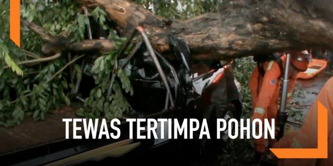 VIDEO: Pengendara Mobil Tewas Tertimpa Pohon di Duren Sawit