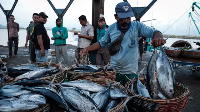 Daftar Stok Ikan RI, Cakalang Paling Banyak