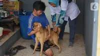 Petugas kesehatan hewan memberikan vaksin rabies pada anjing di kawasan Sawah Besar, Jakarta, Kamis (3/9/2019). Dalam rangka memperingati Hari Rabies Sedunia, Sudin Ketahanan Pangan Kelautan dan Perikanan DKI Jakarta melakukan vaksinasi hewan secara gratis. (Liputan6.com/Immanuel Antonius)