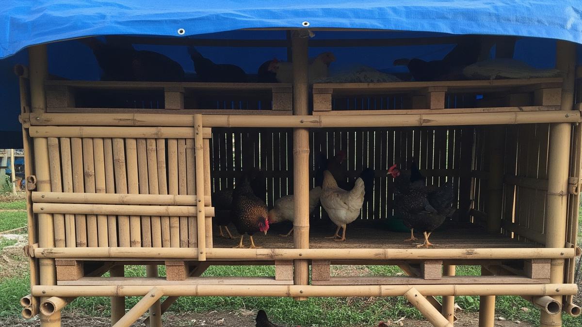 7 Model Kandang Ayam Modal di Bawah Rp500 Ribu untuk Ketahanan Pangan Keluarga