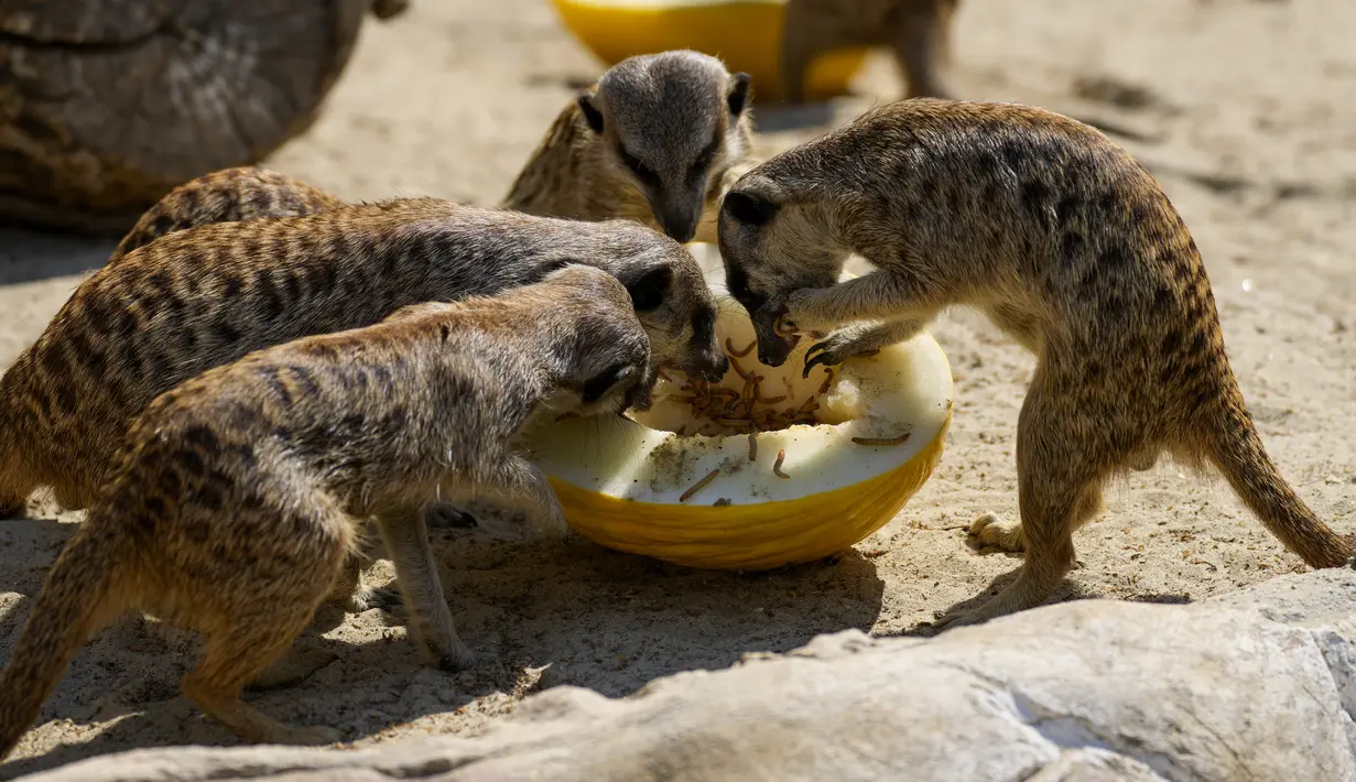 <p>Meerkat, juga dikenal sebagai Suricates, memakan larva kumbang pada melon beku pada hari yang panas di Bioparco di Roma, Italia, Selasa (19/7/2022). Gelombang panas kembali menyerang sejumlah negara di Eropa, termasuk Italia dengan suhu diperkirakan akan mencapai lebih dari 40 derajat Celcius. (AP Photo/Andrew Medichini)</p>