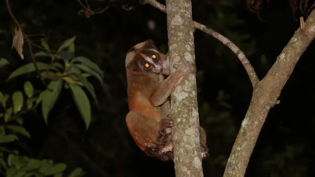 Nampak seekor Kukang Jawa langsung memanjat dan bergelayut di pohon setelah dilepasliarkan di hutan alam Talaga Bodas, Garut, Jawa Barat