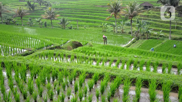 Merawat Tanaman Padi di Terasering Jatiluwih