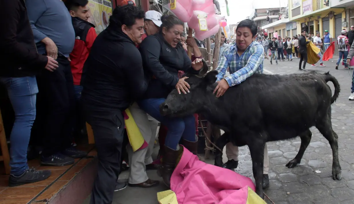 Seekor banteng muda dielus-elus oleh para penonton dalam acara lari dikejar banteng di Pillaro, Ekuador, 4 Agustus 2018. Dalam acara ini, lusinan banteng dilepas dan berlari menabraki para pengunjung yang memadati jalan. (AP/Dolores Ochoa)