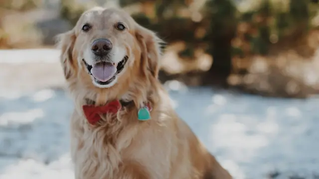 Golden Retriever