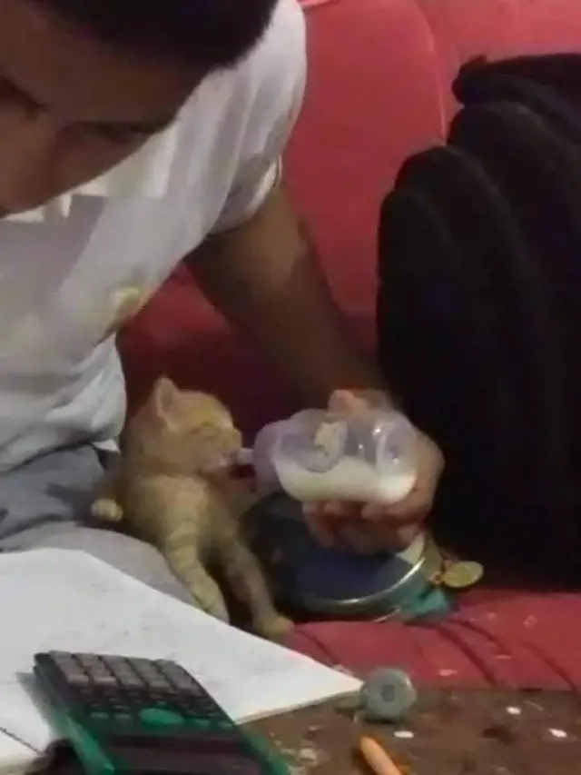 Kerjakan Tugas Sambil Beri Kucingnya Susu, Aksi Pria Ini Tuai Pujian