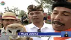 Burung ini sengaja ditangkarkan oleh warga setempat, burung hantu ini dilatih menangkap tikus.