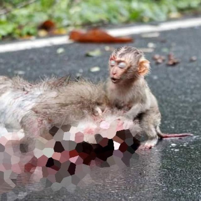 Gambar Monyet Sedih Paimin Gambar