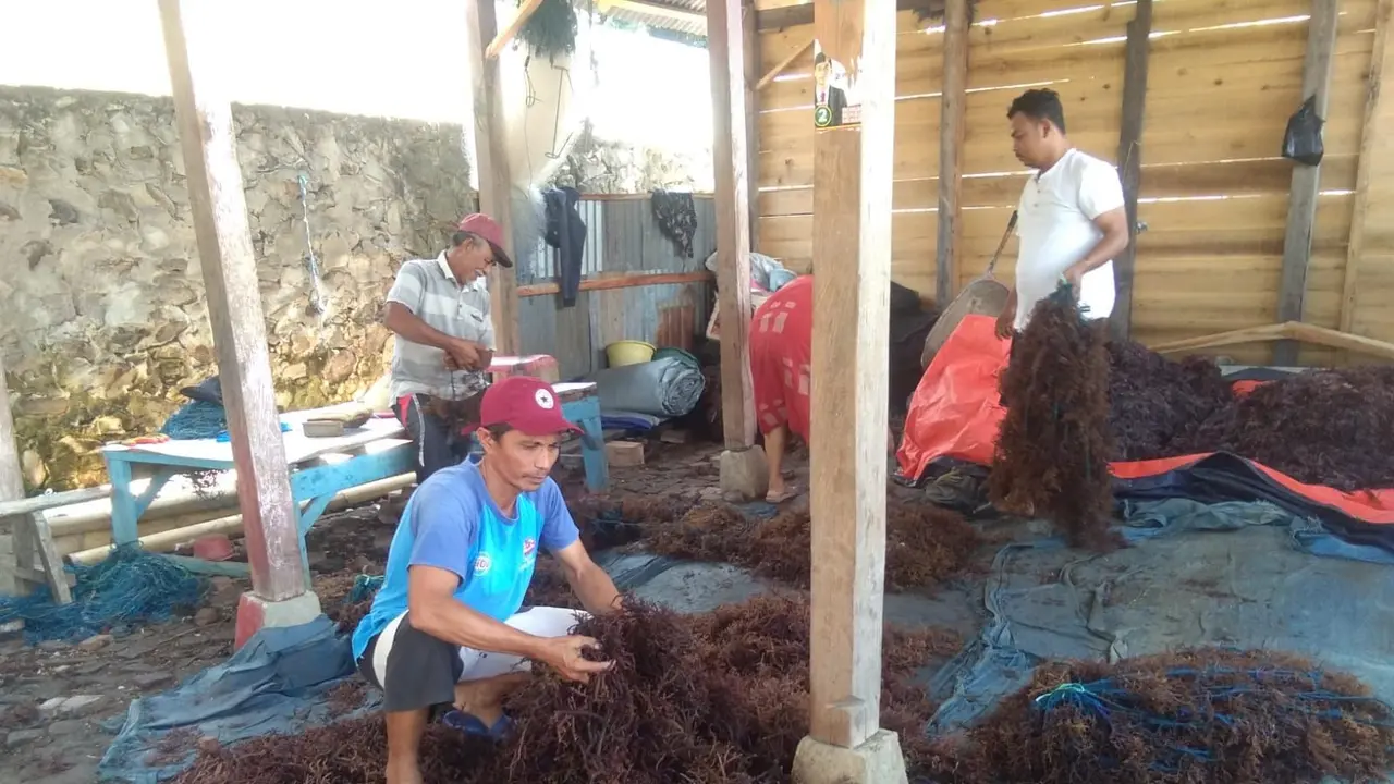 Jadi UMKM Binaan BRI, Klaster Usaha Rumput Laut Kampung Pogo Semakin Produktif Dorong Perekonomian Pesisir Sulawesi Selatan