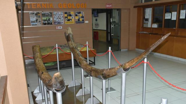 Fosil stegodon di lobi Prodi Teknik Geologi ITB