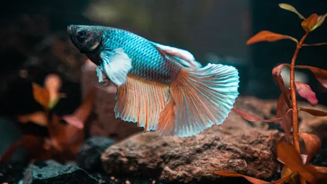 Nama Organ Gerak Ikan dan Fungsinya, Ini Penjelasan Lengkapnya