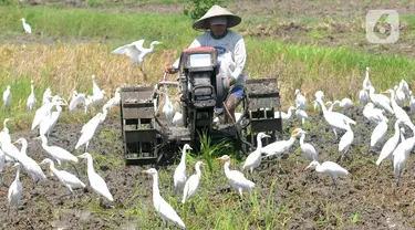 Petani membajak sawah dengan menggunakan traktor dikelilingi burung kuntul yang mencari makan di desa Penarukan, Mengwi, Bali, Rabu (4/5/20222). Sawah tersebut akan ditanami padi jenis Cigeulis dengan masa umur panen sekitar 3 bulan. (merdeka.com/Arie Basuki)