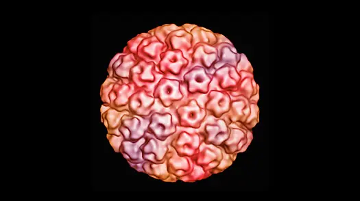 Virus HPV terdapat dalam beberapa tipe, kini baru ada ada vaksin yang mampu cegah 4 tipe HPV. (Foto: philstockworld.com)