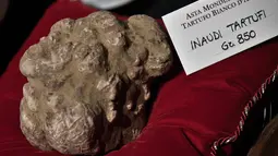Jamur truffle putih langka seberat 850 gram ditampilkan sebelum lelang World White Truffle ke-19 di Alba, Italia, 11 November 2018. Kota Alba sudah menyelenggarakan lelang jamur truffle putih langka selama 88 tahun. (Marco BERTORELLO/AFP)
