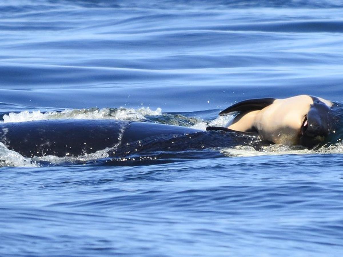 Mengapa ikan paus mengeluarkan kepalanya ke permukaan air