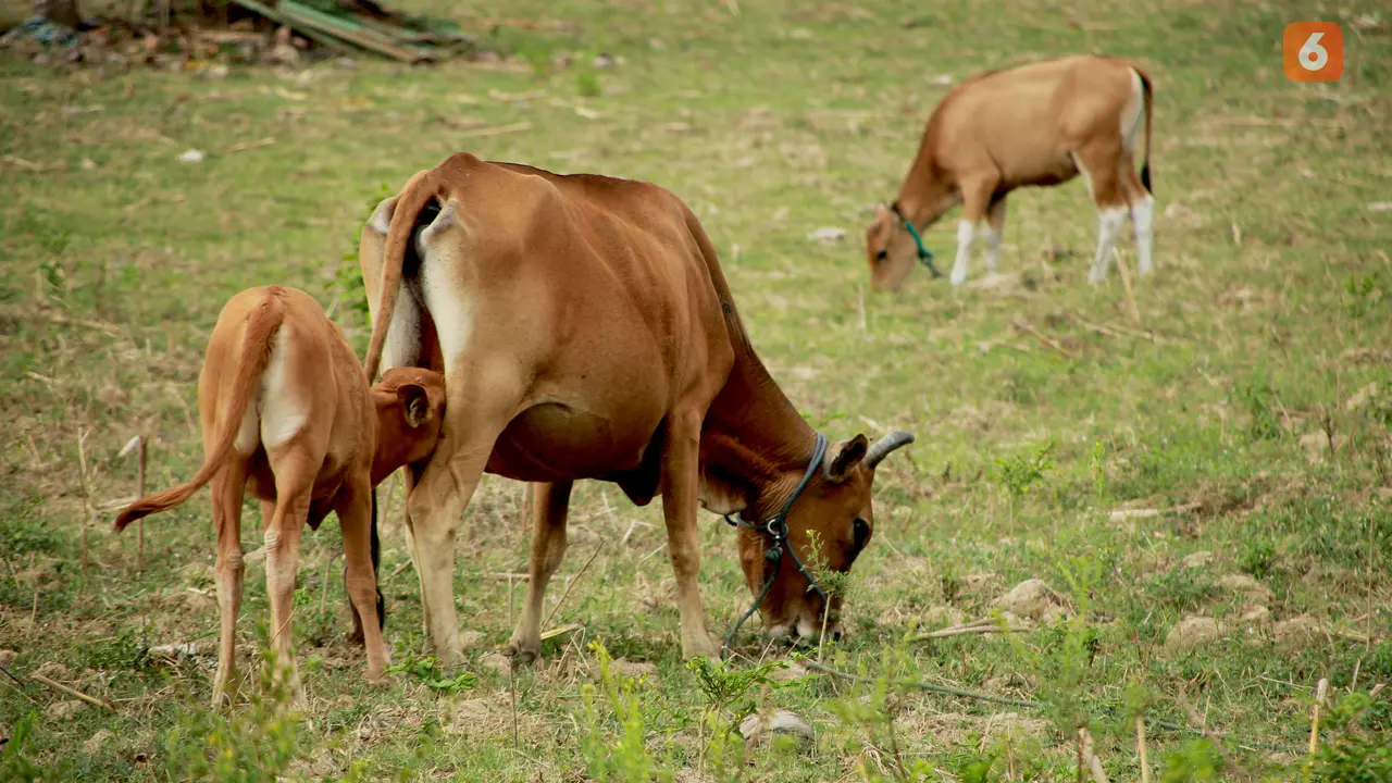 Sapi Gorontalo