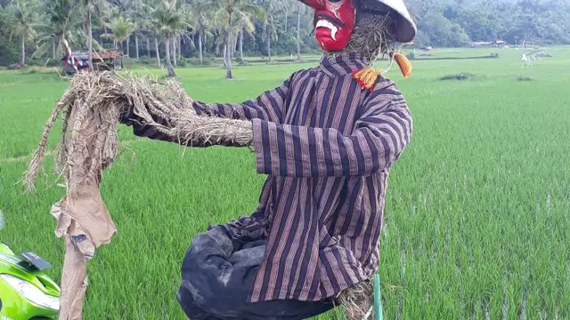 manusia jerami