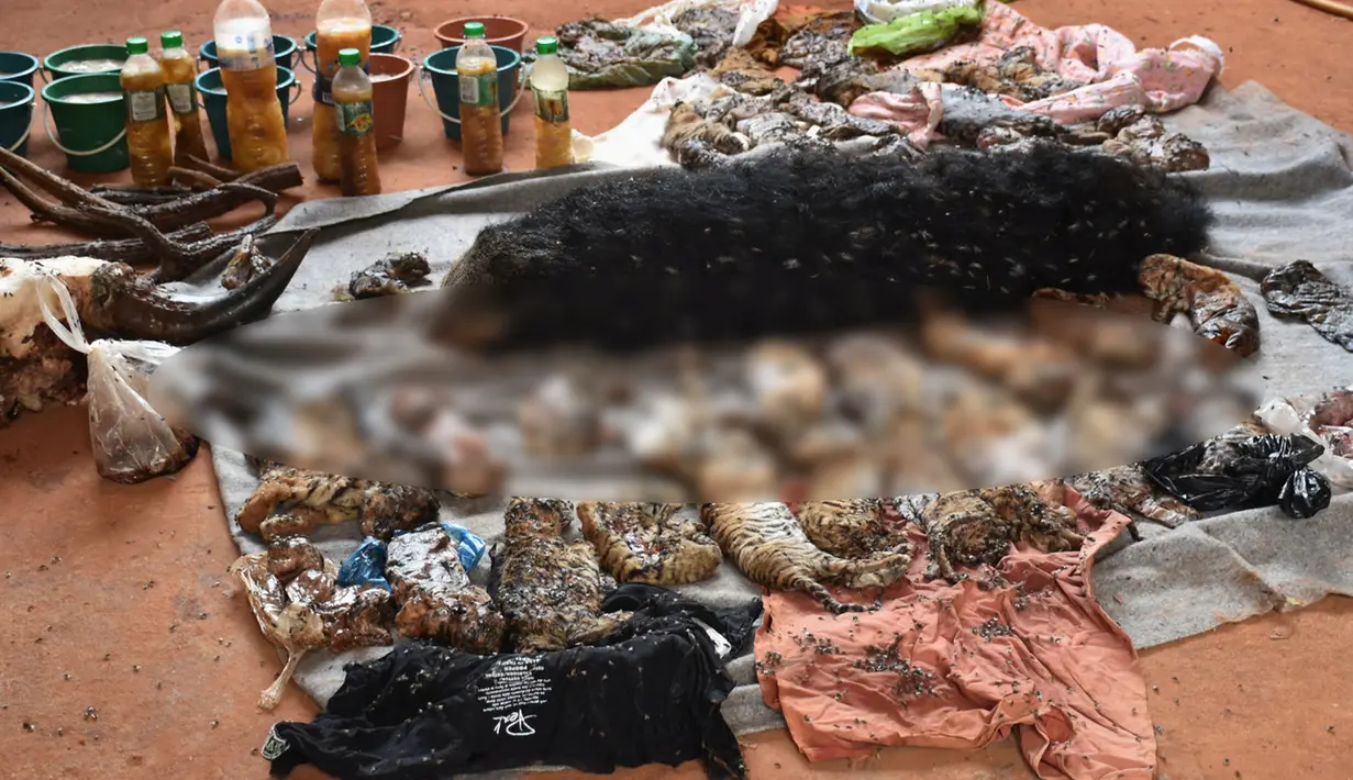 Tampak bangkai puluhan anak Harimau yang ditemukan dari kuil harimau, Bangkok , Thailand, Rabu (1/6/2016). Otoritas satwa liar Thailand menemukau 40 bangkai anak harimau di dalam freezer di kuil harimau tersebut. (Daily News/via REUTERS)