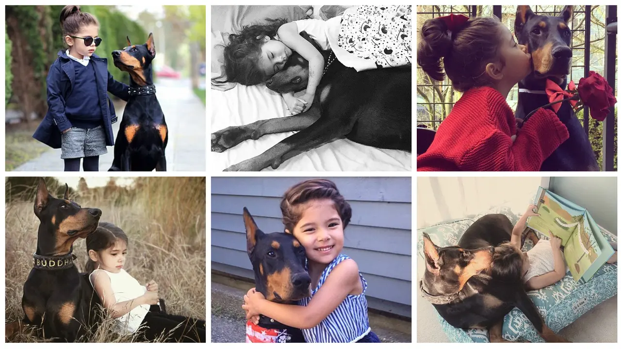Persahabatan Balita dan Anjing Doberman
