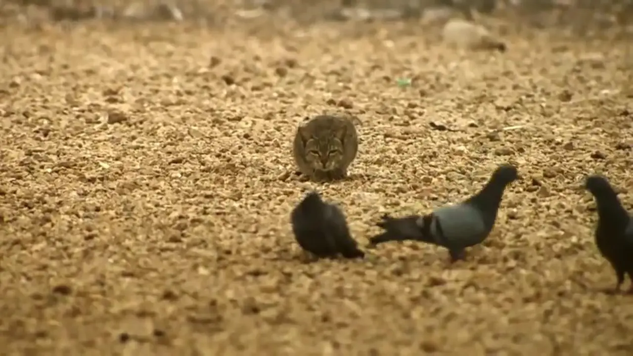 Kucing Liar Pemburu Burung Merpati 