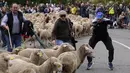 Gembala mencoba mengendalikan beberapa domba yang terlepas dari kawanannya di Madrid tengah, Spanyol, Minggu (23/10/2022). Banyak orang terkejut dengan pemandangan tak terduga di kota yang biasanya padat lalu lintas. (AP Photo/Paul White)