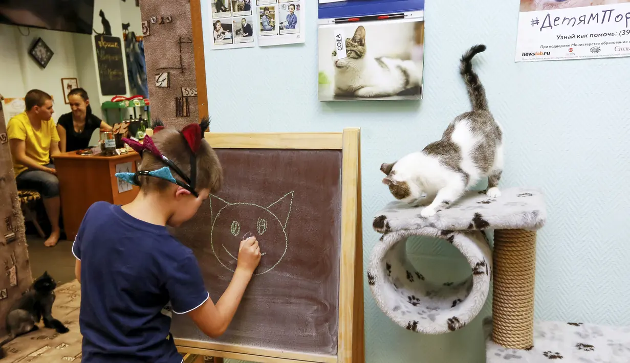 Seorang anak laki-laki tampak asyik menggambar kucing di papan tulis di 'Kis-Kis' Cat Cafe di Kota Krasnoyarsk, Siberia, Rusia, (6/7/2015). (REUTERS/Ilya Naymushin)