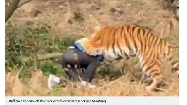 Hindari Tak Beli Tiket, Pria Ini Malah Dianiaya Harimau hingga Tewas