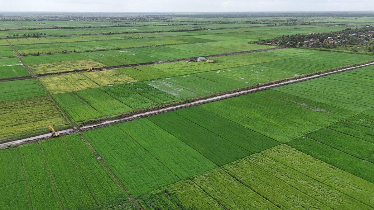 Kementan Antisipasi Dampak El Nino dengan Baik, Produksi Beras Indonesia Meningkat Berita Viral Hari Ini Rabu 23 Oktober 2024