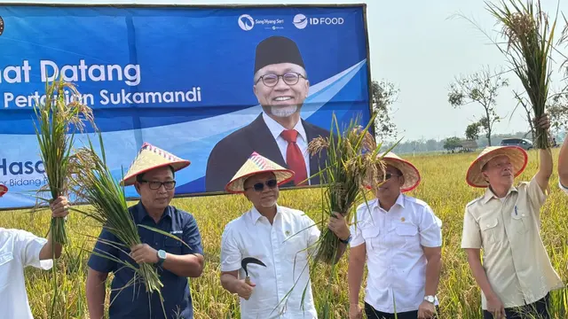 Menteri Koordinator Pangan Zulkifli Hasan meninjau lahan padi siap panen di Kampung Sukamandi, Subang, Jawa Barat, Kamis (31/10/2024). (Foto: Liputan6.com/Tira Santia)
