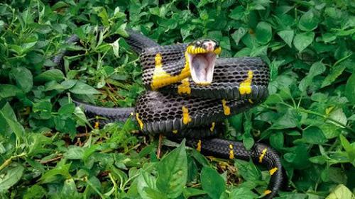 Men hammomda videoni kordim