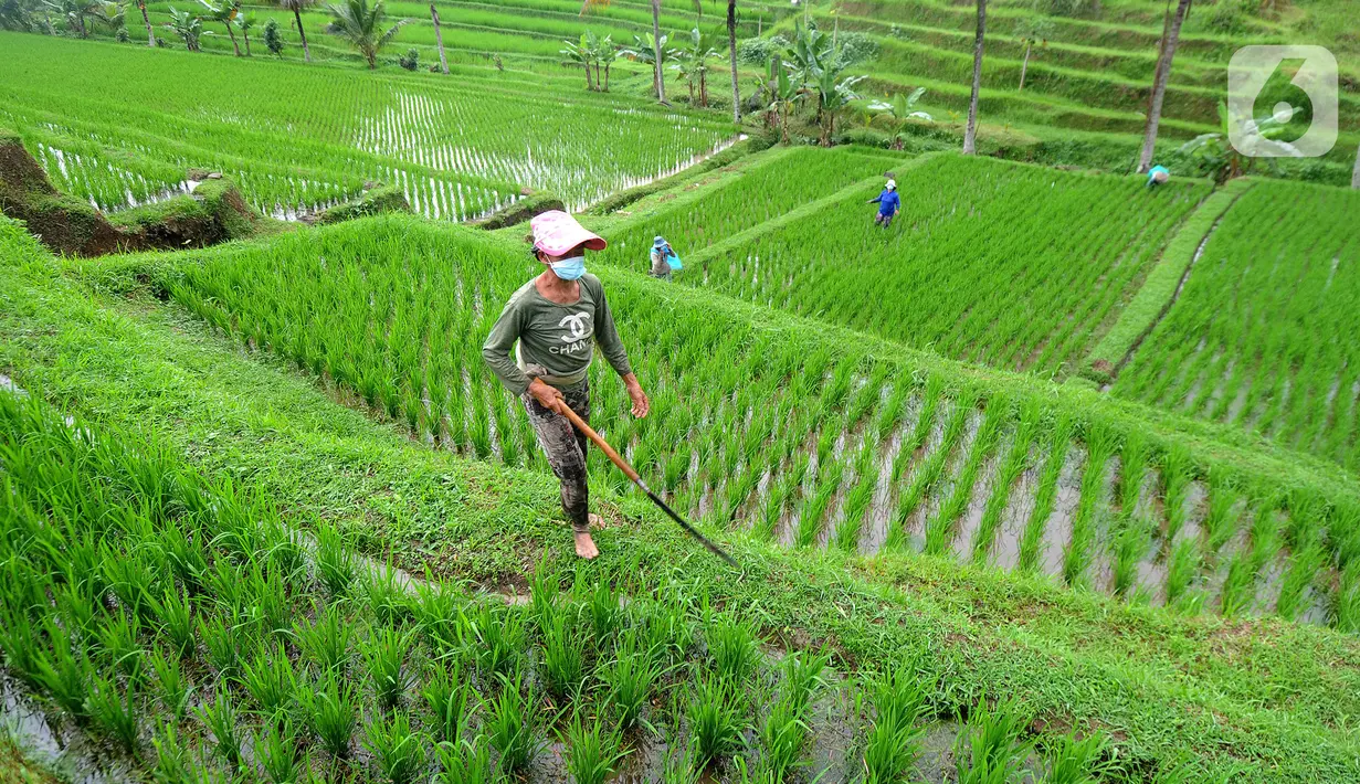 Aktivitas petani di sela tanaman padi jenis IR64 di Jatiluwih, Tabanan, Bali, Minggu (5/9/2021). Seiring berakhirnya masa panen dan memasuki masa tanam padi, Badan Pusat Statistik (BPS) mencatat harga beras semua kualitas terjadi kenaikan pada Agustus 2021. (merdeka.com/Arie Basuki)
