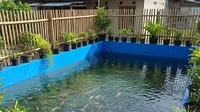 Cara Mengatasi Air Kolam Ikan Cepat Keruh Pada Lahan Terbatas, Ketahui Penyebabnya