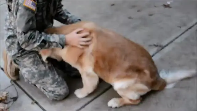 Anjing golden retriever menangisi kedatangan pemiliknya, ia tidak bisa berdiri saking senangnya.