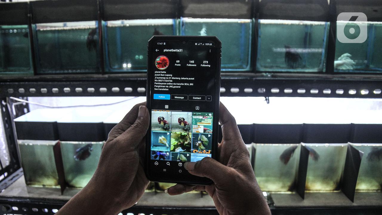 Larangan Jual Beli Ikan Hias di Facebook dan Instagram