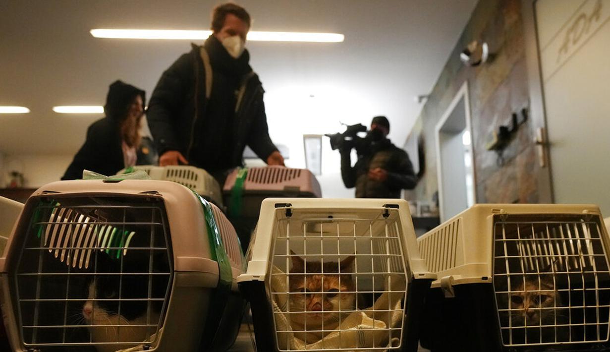 Dokter dan relawan merawat anjing dan kucing yang tiba dari Ukraina di Przemysl, Polandia, Selasa (8/3/2022). Prioritas mereka sekarang adalah menyediakan makanan hewani, obat-obatan dan bantuan medis di Ukraina, tetapi sebagian besar untuk mengevakuasi hewan ke Polandia.(AP Photo/Czarek Sokolowski)