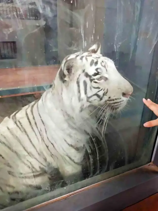 Keliling Kandang Tanpa Henti, Harimau Ini Bikin Jejak Lingkaran Karena Stres