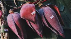 Tips Memilih Jantung Pisang yang Tidak Sepat, Kenali Ciri-Cirinya Sebelum Membeli