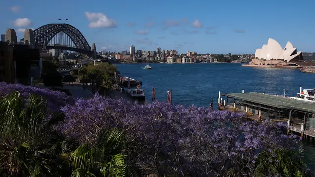 Melihat Bunga Jacaranda Bermekeran di Sydney