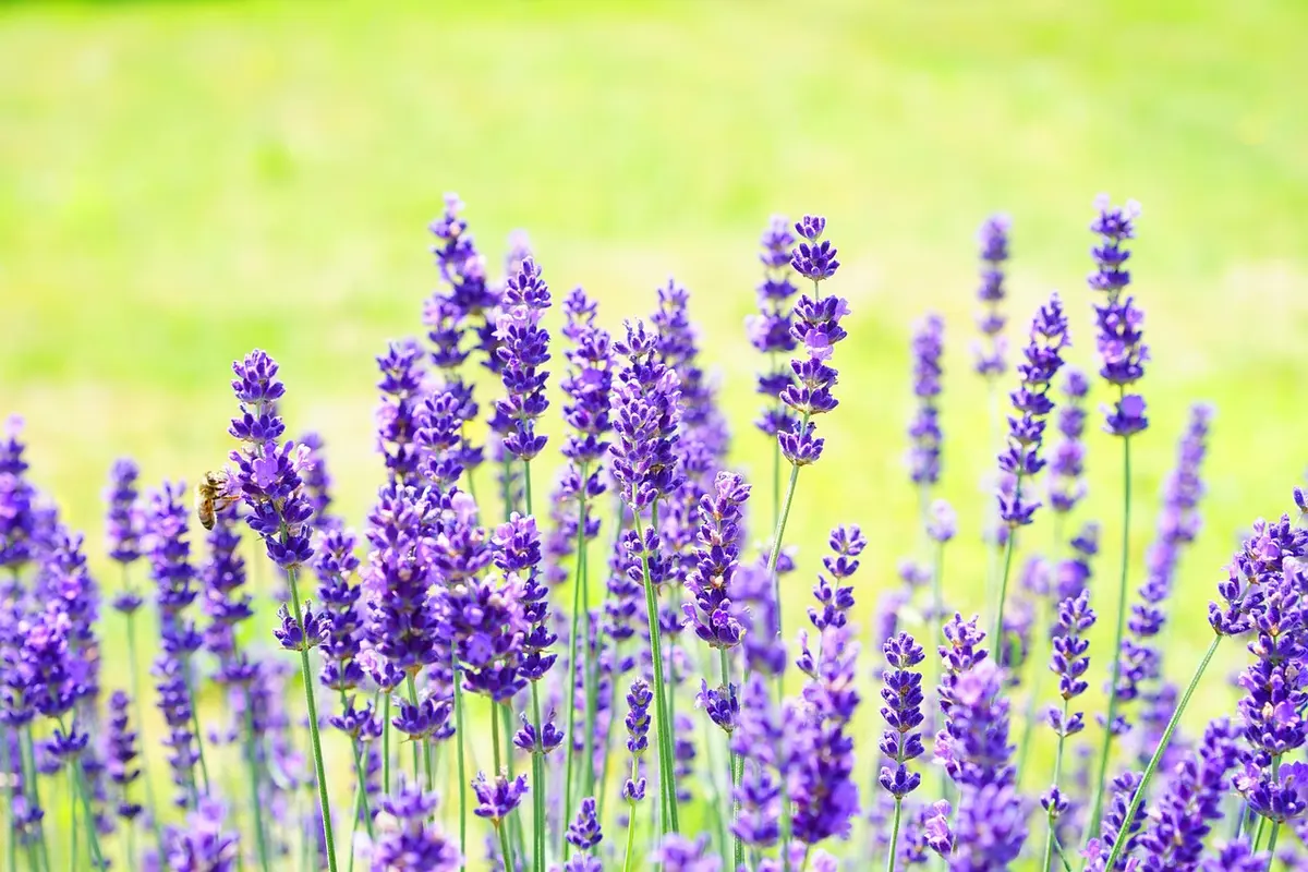 Ilustrasi Lavender
