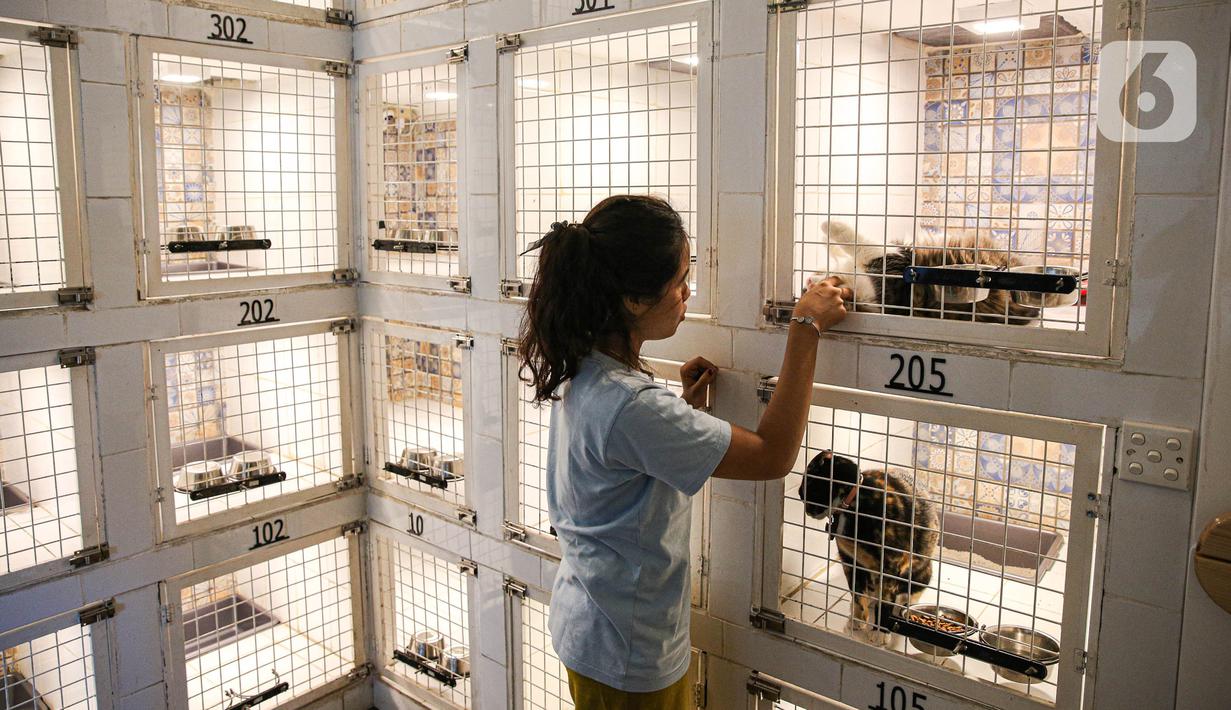 Tempat penitipan kucing ini sendiri memiliki 20 kandang. (Liputan6.com/Faizal Fanani)