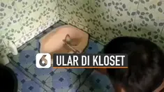 Beredar video detik-detik beberapa pria menangkap ular yang keluar dari dalam kloset.