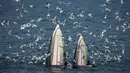 Seekor induk paus bernama Bryde memberikan makan ikan teri kepada anaknya  di Teluk Thailand, lepas pantai Provinsi Samut Sakhon. (20/11/2016). (AFP PHOTO / Lillian SUWANRUMPHA)